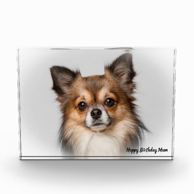 Bloc Photo Chihuahua Dog. (Devant)