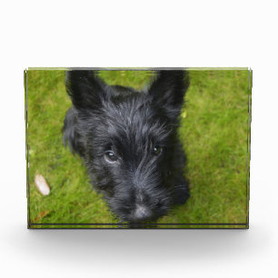 Bloc Photo Chiot de Terrier écossais mignon