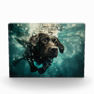 Bloc Photo Chiot labrador nageant sous l'eau Design