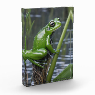 Bloc Photo "Clarté cristalline : Grenouille verte en verre su