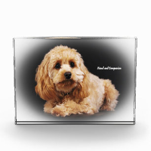 Bloc Photo Cockapoo Dog.