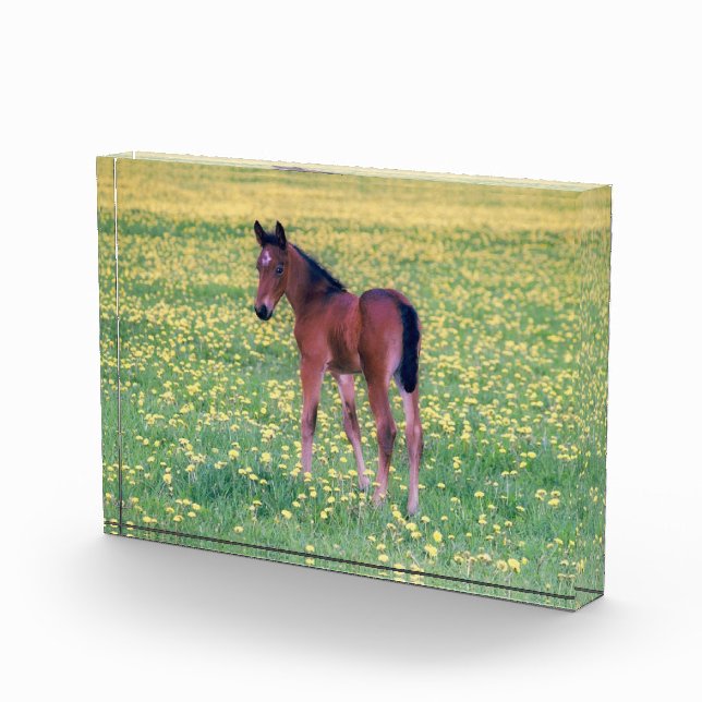 Bloc Photo Colt dans le champ de Dandelion (Droite)