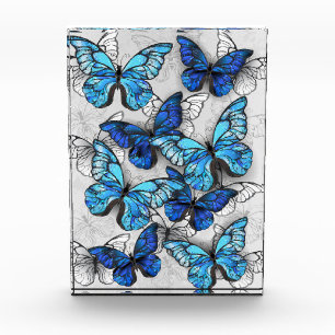 Bloc Photo Composition des White and Blue Butterflies