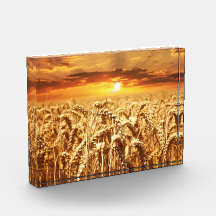 Coucher de soleil et champ de blé