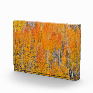 Bloc Photo Couleurs d'automne sur les bosquets de trembles