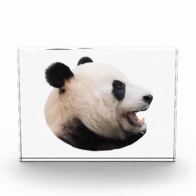 Bloc Photo Coupe d'un ours de panda (Devant)