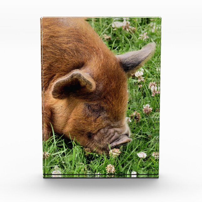 BLOC PHOTO COUPER (Devant)