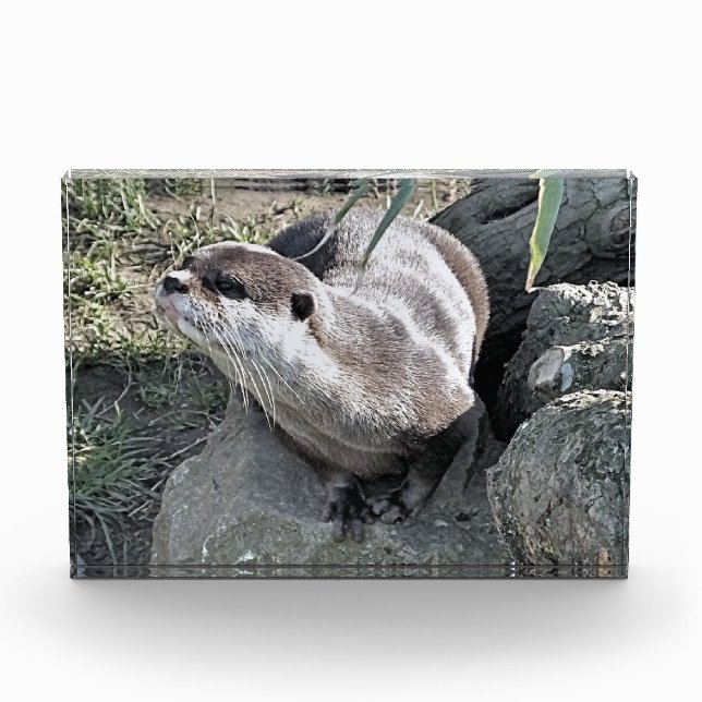 BLOC PHOTO COUPER OTTER (Devant)