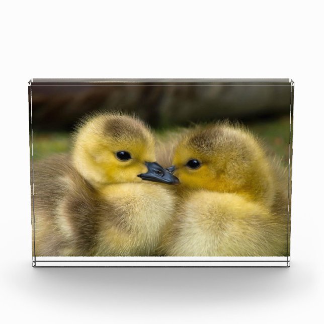 Bloc Photo Couteaux mignons photo (Devant)