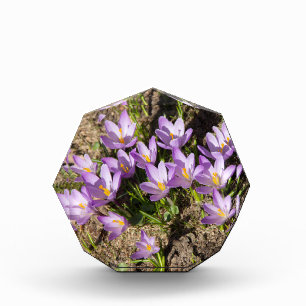 Bloc Photo Crocus de printemps mignons