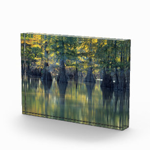 Bloc Photo Cyprès chauves Horseshoe Lake Illinois