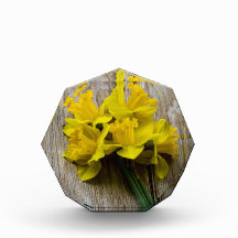 Bloc photo de jonquilles jaunes