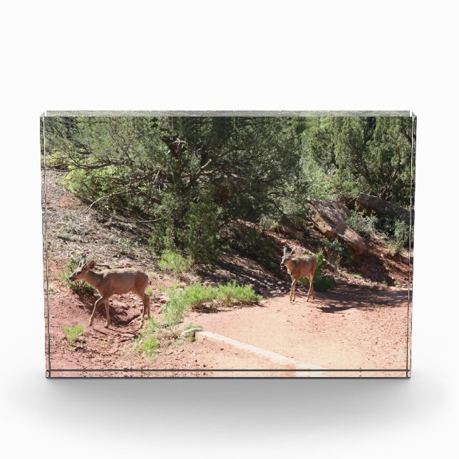 Bloc Photo Deer Walking (Devant)