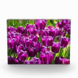 Bloc Photo Des tulipes lilas lumineuses par jour ensoleillé
