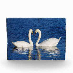 Bloc Photo Deux cygnes blancs forment le signe du coeur