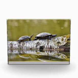 Bloc Photo Deux tortues marchant sur le bois d'arbre