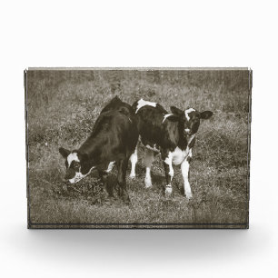 Bloc Photo Deux veaux mignons Vaches noires et blanches 7 x 5