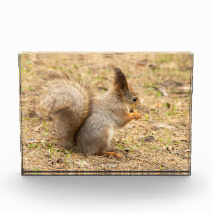 Bloc Photo Écureuil mignon mange une noix photo