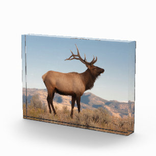 Bloc Photo Élan mâle près de Mammoth Wyoming