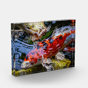 Bloc Photo Étang japonais de poissons Koi