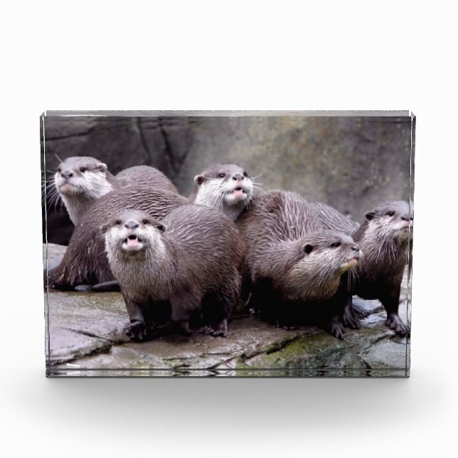 Bloc Photo Famille de Otters (Devant)