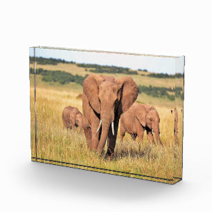 Bloc Photo Famille d'éléphants dans les buissons