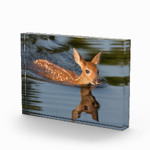 Bloc Photo Faon de cerf   Minnesota