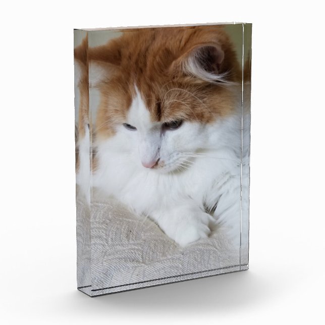 Bloc Photo (Feline Fancy) Contemplation Kitty : Photo Cat (Gauche)