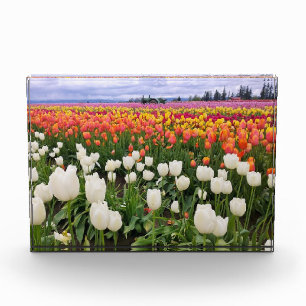 Bloc Photo Ferme de tulipes