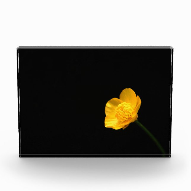 Bloc Photo Fleur Buttcup pbcnm (Devant)