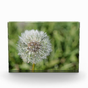 Bloc Photo Fleur de pissenlit blanc sur herbe verte