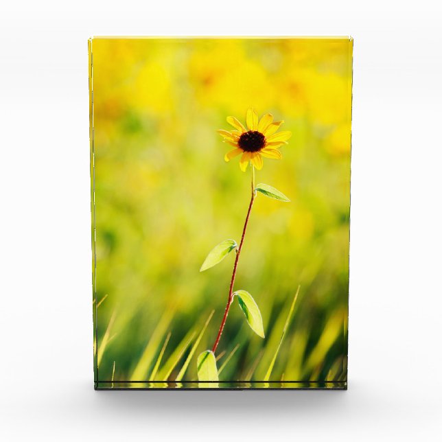 Bloc Photo fleur sauvage Noir-eyed de Susan (Devant)