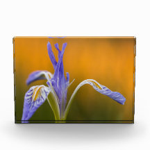 Fleur sauvage sauvage d'iris dans la réflexion