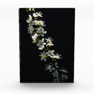 Bloc Photo Fleurs d'épines pbcnm