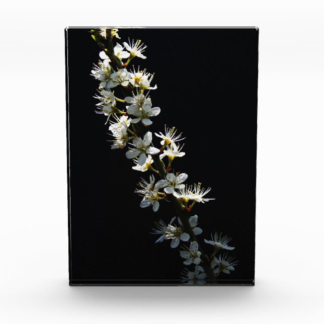 Bloc Photo Fleurs d'épines pbcnm (Devant)