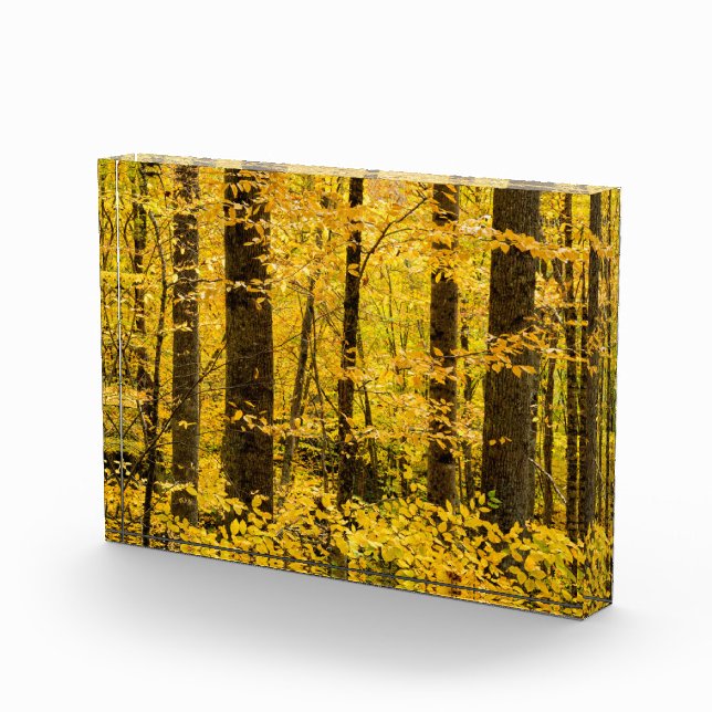 Bloc Photo Forêt nationale de Fall Pisgah (Droite)