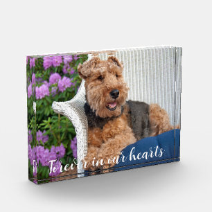 Bloc Photo Gallois Terrier Pet Memorial