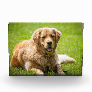 Bloc Photo Golden Retriever Chien