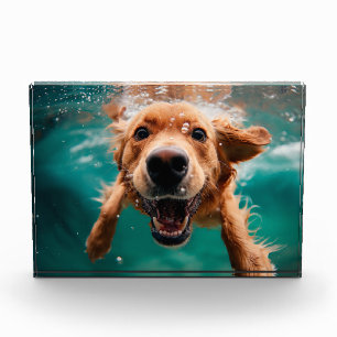 Bloc Photo Golden Retriever heureux nageant sous l'eau