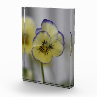 Bloc Photo Grâce chuchotée : Fleur de pensée jaune et violett