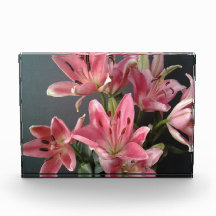 Grace rayonnante : Lys roses en fleur