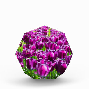 Bloc Photo Grand champ de tulipes pourpres