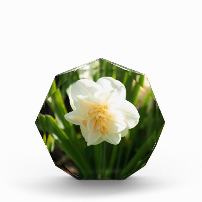 Bloc Photo Grandes jonquilles blanches un jour de printemps (Devant)