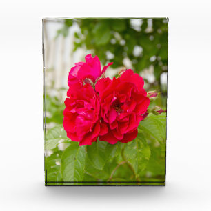 Bloc Photo Grandes roses rouges dans le jardin p
