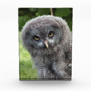 BLOC PHOTO GRAY OWL