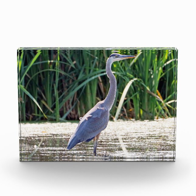 Bloc photo Great Blue Heron (Devant)