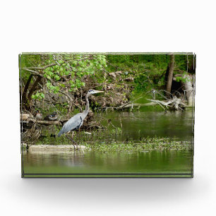 Bloc Photo Great Blue Heron Tennessee la faune de la rivière
