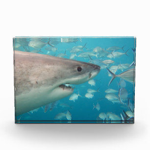 Bloc photo Great White Shark Australie