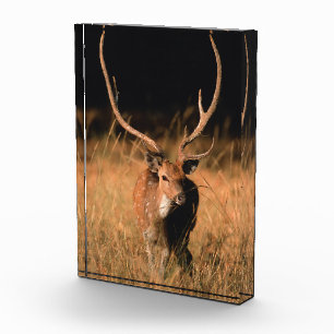 Bloc Photo Habitat naturel du chital   Parc national de Bandh