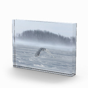 Bloc Photo Hibou des neiges en vol en hiver